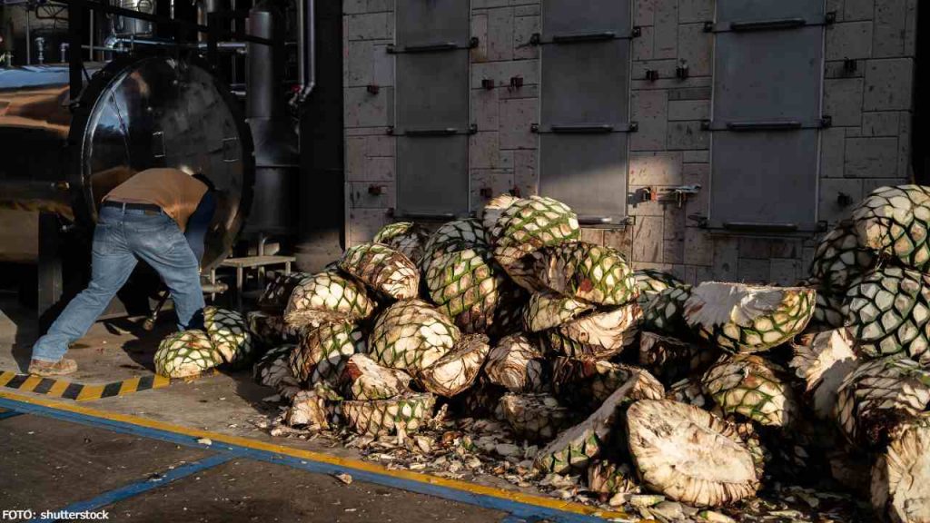 El tequila es una bebida protegida por denominación de origen desde 1974.
