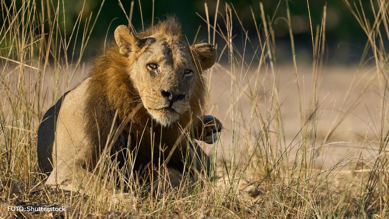 león africano