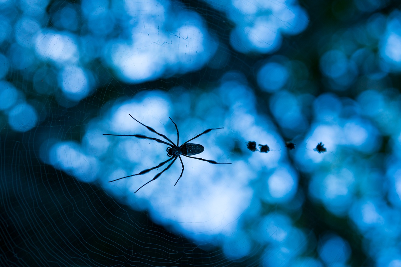 Científicos de la UNAM detectaron más de 7,000 especies de insectos en dos regiones de selva baja caducifolia (también llamada selva seca) de México: la Reserva de la Biósfera Chamela-Cuixmala, con sede en Jalisco; y el Parque Nacional Huatulco, ubicado en Oaxaca.